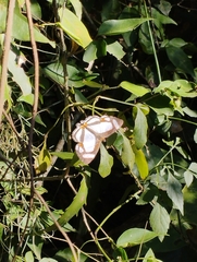 Thisbe lycorias