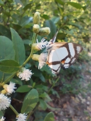 Thisbe lycorias