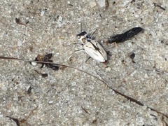 Habroscelimorpha dorsalis