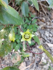 Passiflora sexocellata