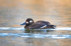 Velvet Scoter photo 2