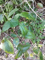 Passiflora sexocellata