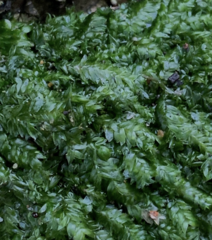 Plagiothecium laetum