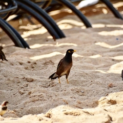 Acridotheres tristis