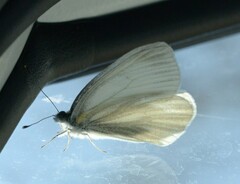 Pieris virginiensis