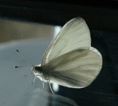 Pieris virginiensis