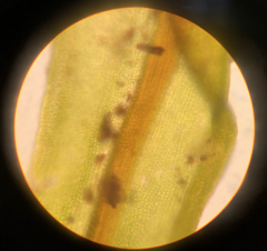 Vinealobryum vineale