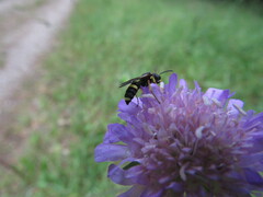 Cerceris rybyensis
