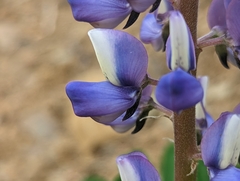 Lupinus succulentus