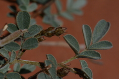 Indigofera georgei