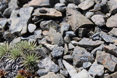 Tachysphex nigerrimus