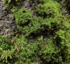 Grimmia trichophylla