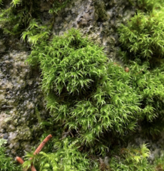 Grimmia trichophylla