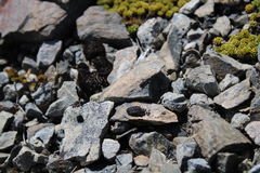 Tachysphex nigerrimus