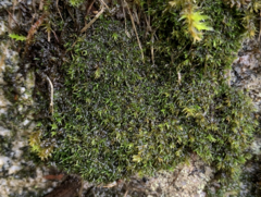 Grimmia trichophylla
