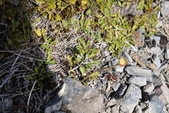 Brachyscome sinclairii