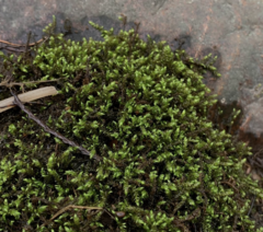 Brachythecium frigidum