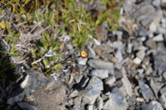 Brachyscome sinclairii