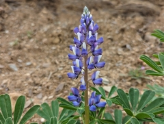 Lupinus succulentus
