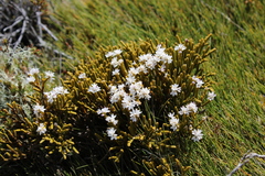 Veronica lycopodioides