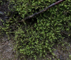 Brachythecium frigidum