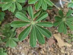 Lupinus succulentus