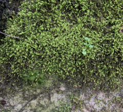 Brachythecium frigidum