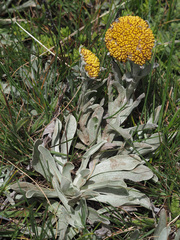 Helichrysum subglomeratum