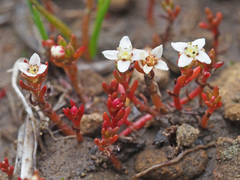 Crassula
