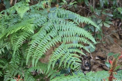 Microlepia strigosa