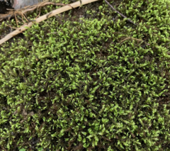 Brachythecium frigidum