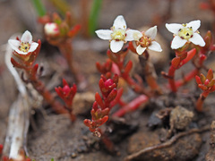 Crassula