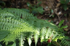 Microlepia strigosa