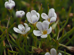 Limosella longiflora
