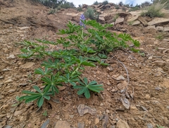 Lupinus succulentus