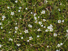 Limosella longiflora