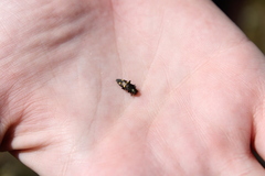 Nascioides enysi