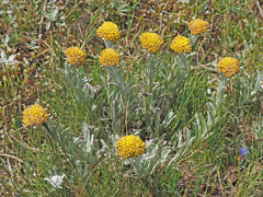 Helichrysum subglomeratum