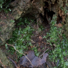 Plagiothecium laetum