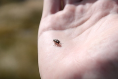 Nascioides enysi