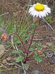 Afroaster erucifolius