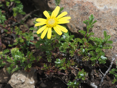 Senecio achilleifolius
