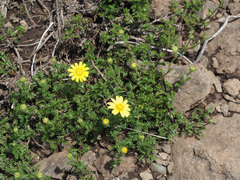 Senecio achilleifolius