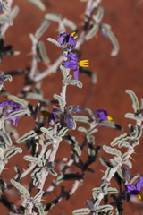 Solanum coactiliferum