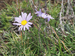 Felicia uliginosa