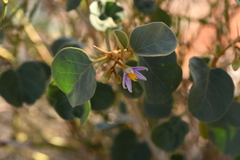 Solanum orbiculatum