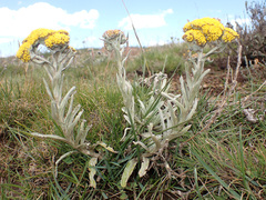 Helichrysum subglomeratum