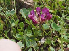 Trifolium burchellianum
