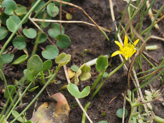 Ranunculus dregei