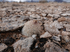 Escobaria chlorantha